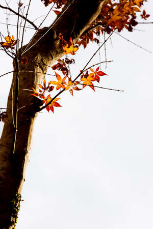 japanese maple tree in autumnの写真素材