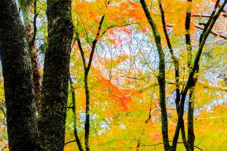 japanese maple tree in autumnの写真素材
