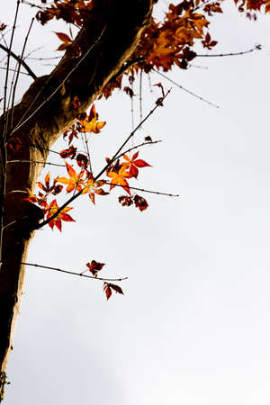 japanese maple tree in autumnの写真素材