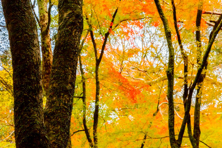 japanese maple tree in autumnの写真素材