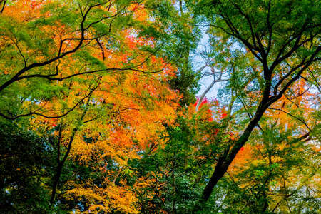 japanese maple tree in autumnの写真素材