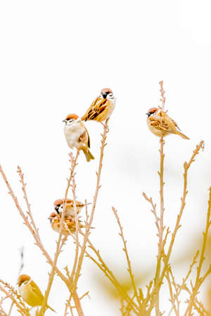 small sparrow taking a rest in treeの写真素材