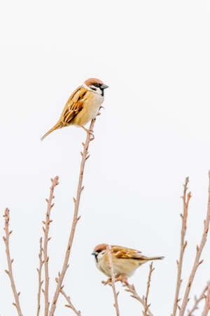 small sparrow taking a rest in treeの写真素材