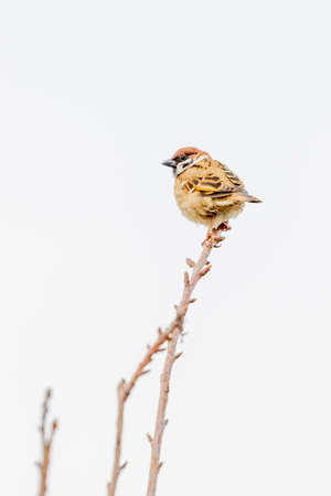 small sparrow taking a rest in treeの写真素材