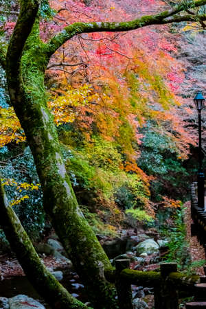 japanese maple tree in autumnの写真素材