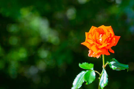 rose, orange colored flower in garden
