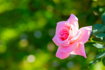 rose, pink flower in gardenの写真素材