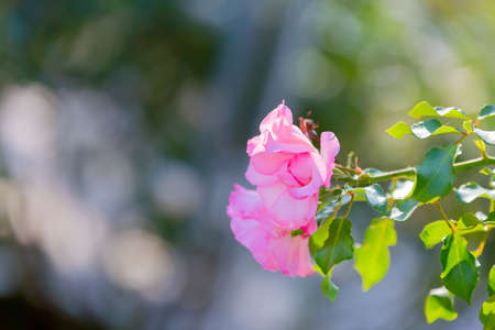 rose, pink flower in gardenの写真素材