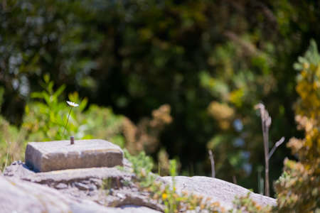 marguerite, white flower in gardenの写真素材