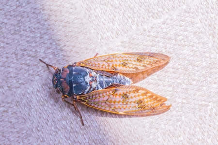 large brown cicada on floorの写真素材