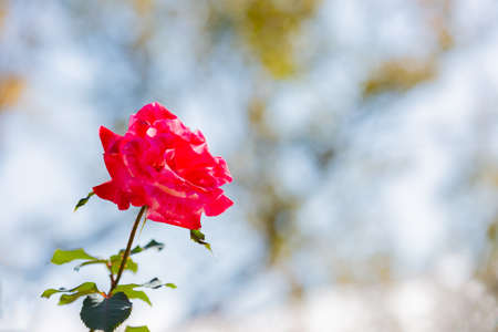 rose, red flower in gardenの写真素材