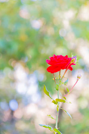 rose, red flower in gardenの写真素材
