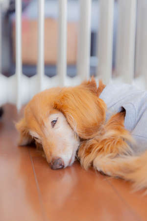 sleeping dachshund on floor near oil heaterの写真素材