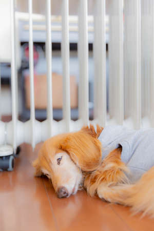sleeping dachshund on floor near oil heaterの写真素材