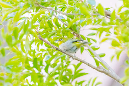 warbling white eye taking a rest in treeの写真素材
