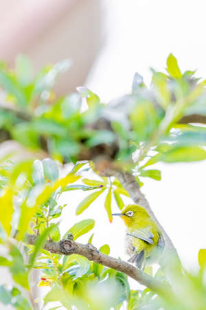 warbling white eye taking a rest in treeの写真素材