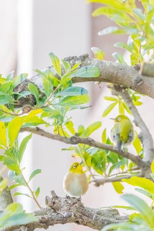 warbling white eye taking a rest in treeの写真素材