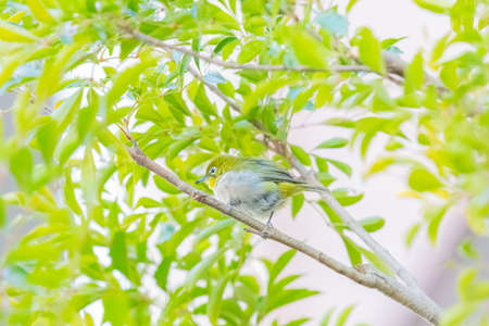warbling white eye taking a rest in treeの写真素材