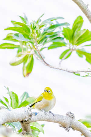 warbling white eye taking a rest in treeの写真素材