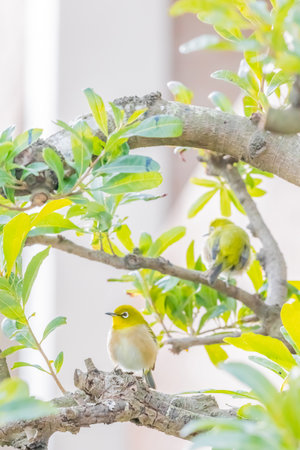 warbling white eye taking a rest in treeの写真素材