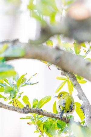warbling white eye taking a rest in treeの写真素材