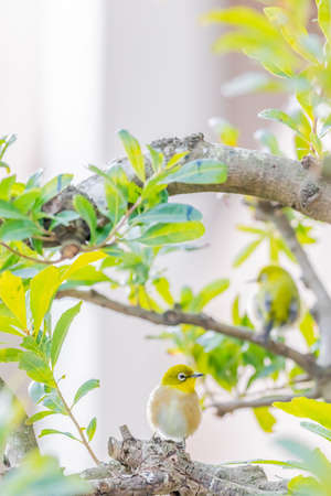 warbling white eye taking a rest in treeの写真素材