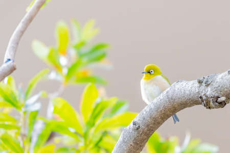 warbling white eye taking a rest in treeの写真素材
