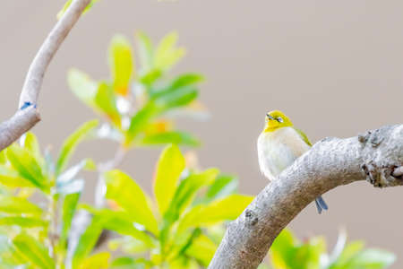 warbling white eye taking a rest in treeの写真素材