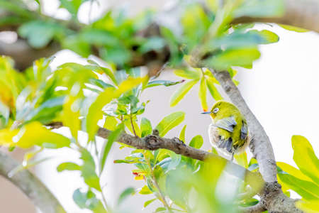 warbling white eye taking a rest in treeの写真素材