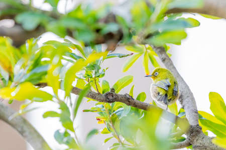 warbling white eye taking a rest in treeの写真素材