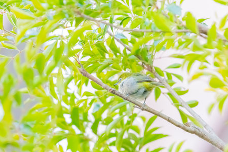 warbling white eye taking a rest in treeの写真素材