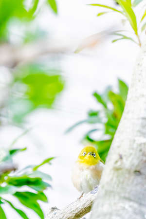 warbling white eye taking a rest in treeの写真素材