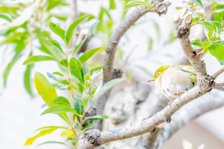 warbling white eye taking a rest in treeの写真素材