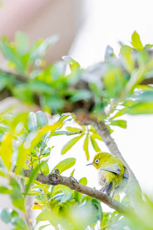 warbling white eye taking a rest in treeの写真素材
