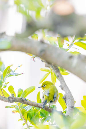 warbling white eye taking a rest in treeの写真素材