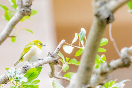 warbling white eye taking a rest in treeの写真素材