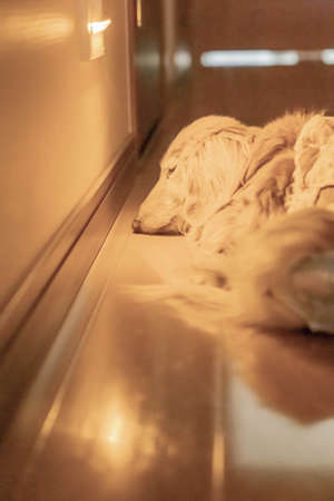sleeping dachshund on floor near foot lightの写真素材