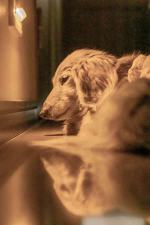 sleeping dachshund on floor near foot lightの写真素材