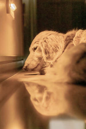 sleeping dachshund on floor near foot lightの写真素材