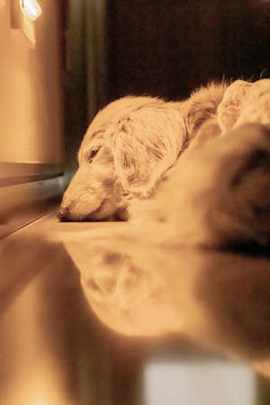 sleeping dachshund on floor near foot lightの写真素材