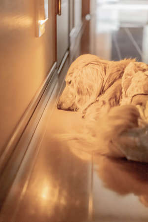 sleeping dachshund on floor near foot lightの写真素材