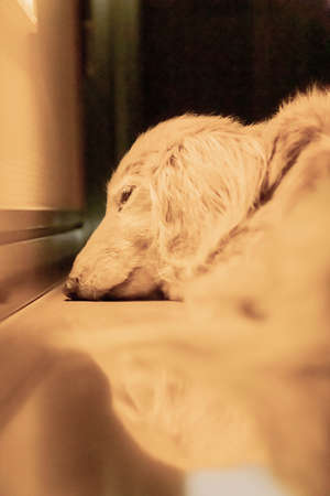 sleeping dachshund on floor near foot lightの写真素材