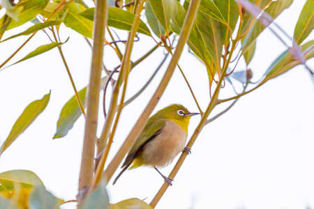warbling white eye taking a rest in treeの写真素材