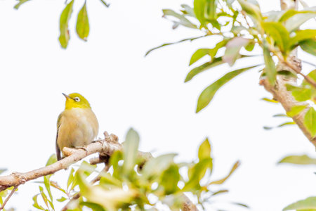 warbling white eye taking a rest in treeの写真素材