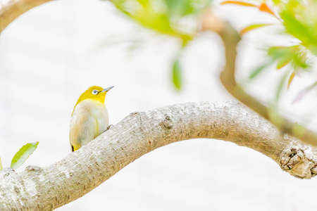warbling white eye taking a rest in treeの写真素材