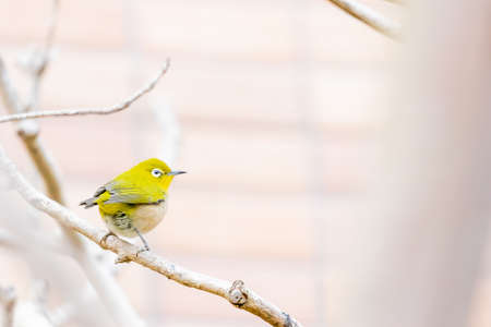 warbling white eye taking a rest in treeの写真素材