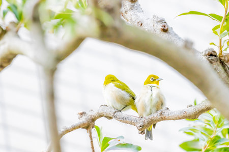 warbling white eye taking a rest in treeの写真素材