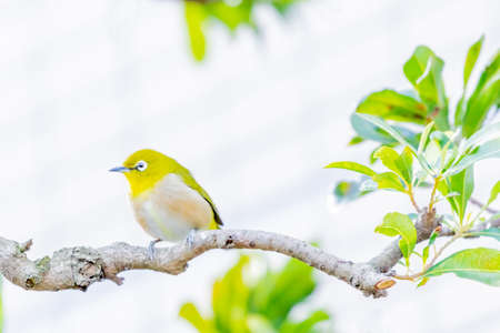 warbling white eye taking a rest in treeの写真素材