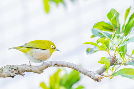 warbling white eye taking a rest in treeの写真素材