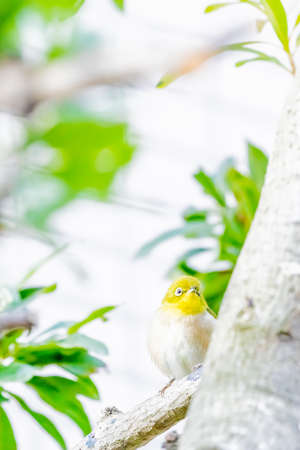 warbling white eye taking a rest in treeの写真素材
